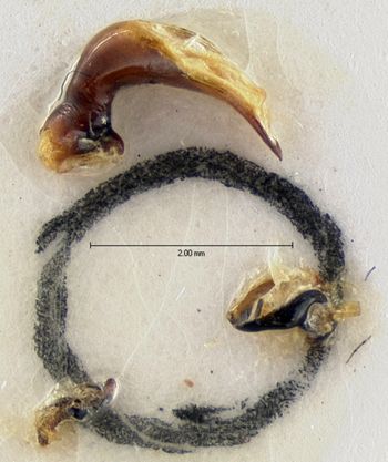 Media type: image;   Entomology 5612 Aspect: genitalia